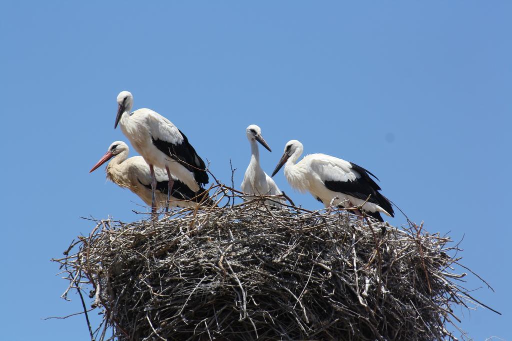 City Stork Hostel Portimão Kültér fotó